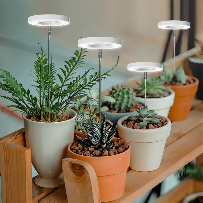 Plant Light